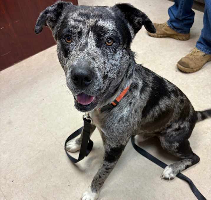 Photo of Bandit