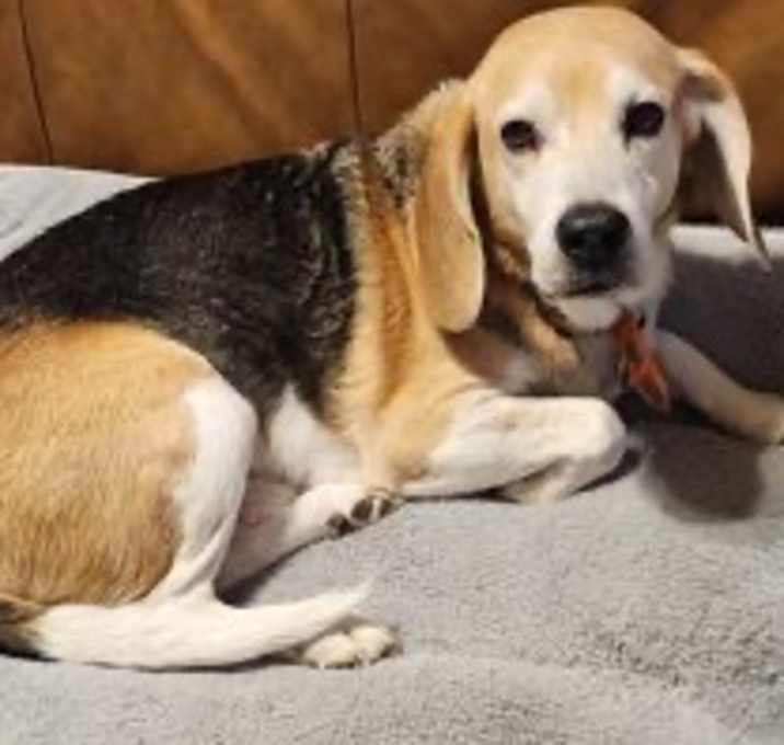 Photo of Roscoe