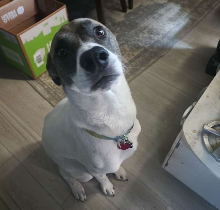 Photo of Dewey