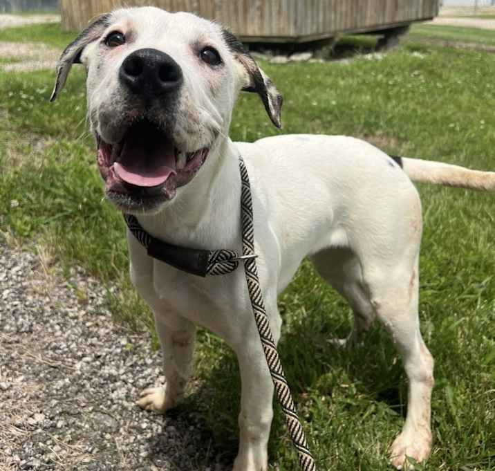 Photo of Indy