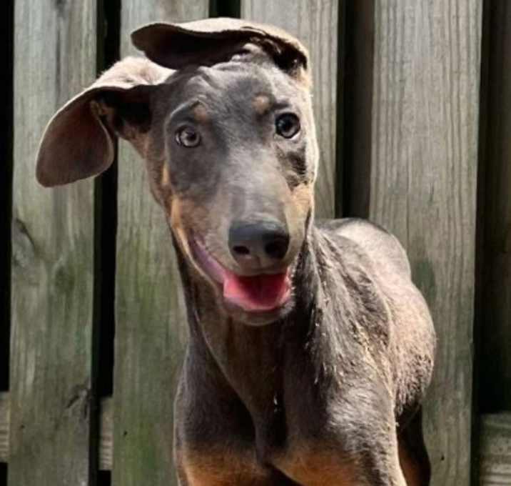 Photo of Sugarplum