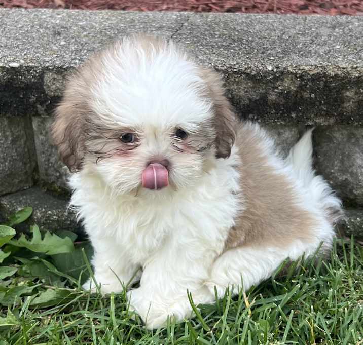Photo of ADOPTION PENDING Etta