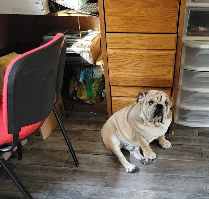 Photo of Brownie