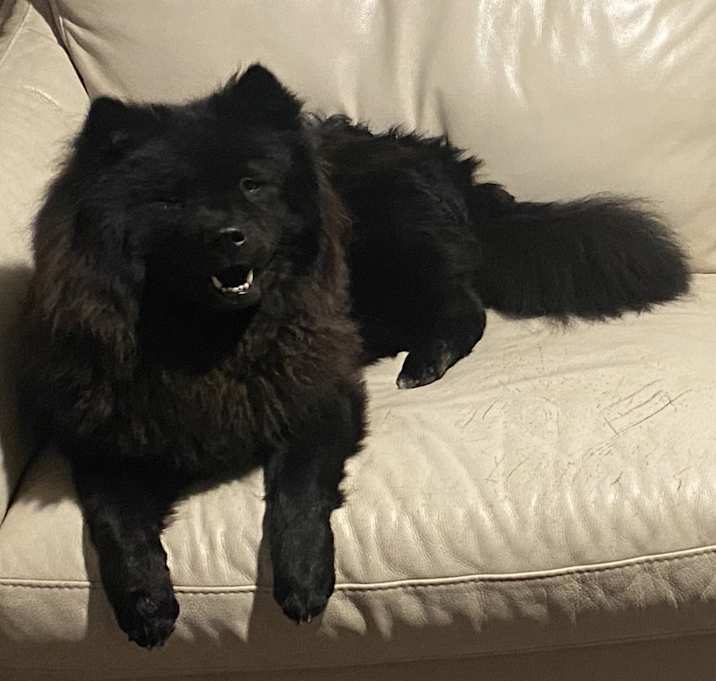 Photo of Luna