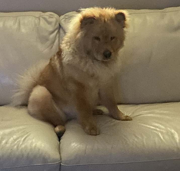 Photo of Teddy