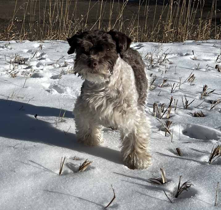 Photo of Muddy