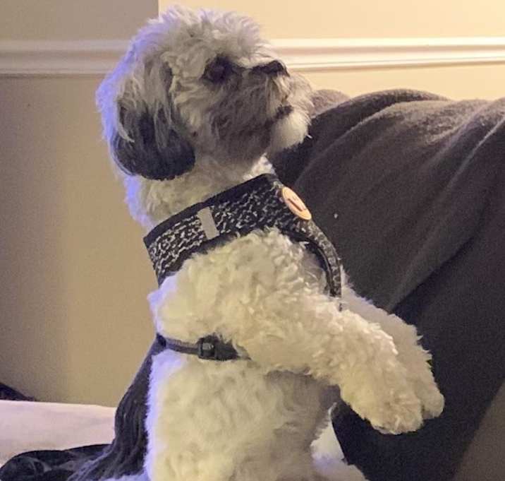 Photo of Brody