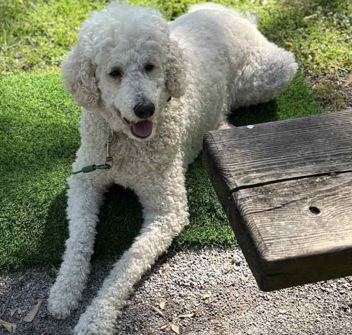 Photo of Rosie