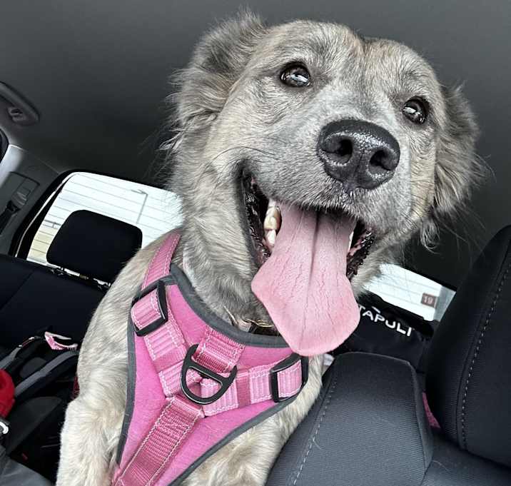 Photo of Nala