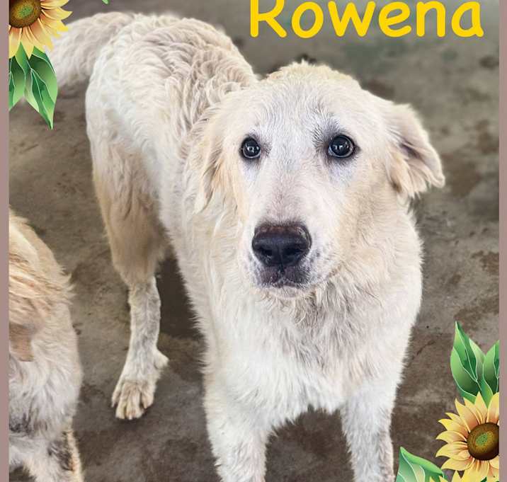Photo of Rowena