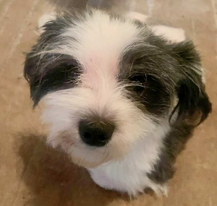 Photo of Teddy