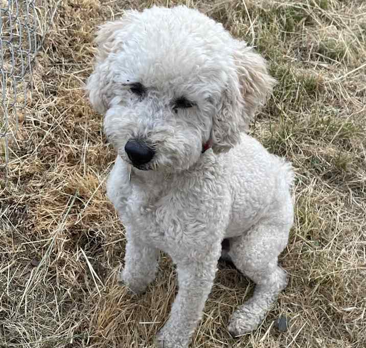 Photo of Smitty