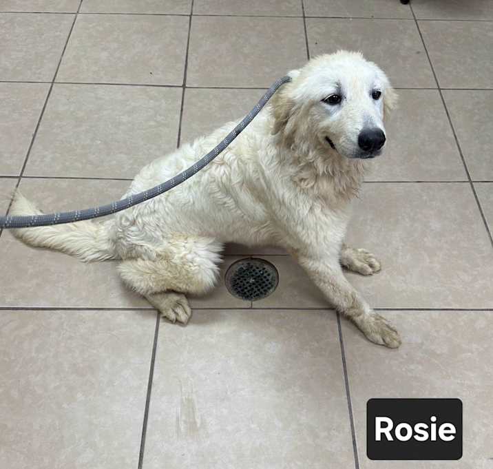 Photo of Rosie