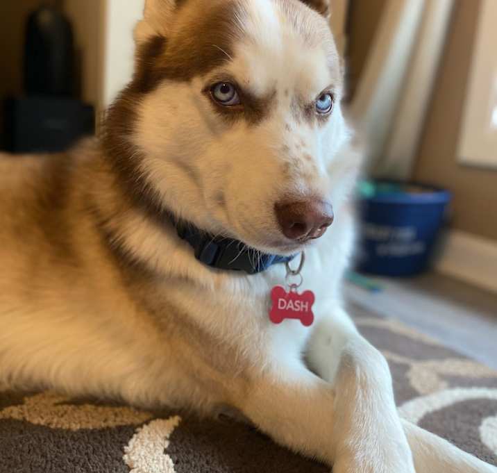 Photo of Dash