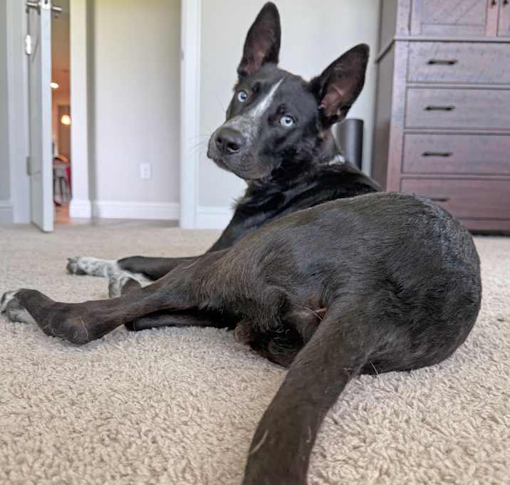 Photo of Ronin