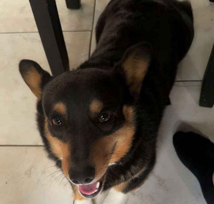 Photo of Ollie
