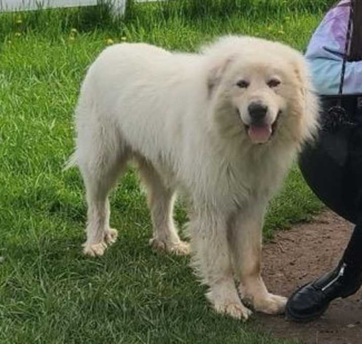Photo of Doodles (Dude)