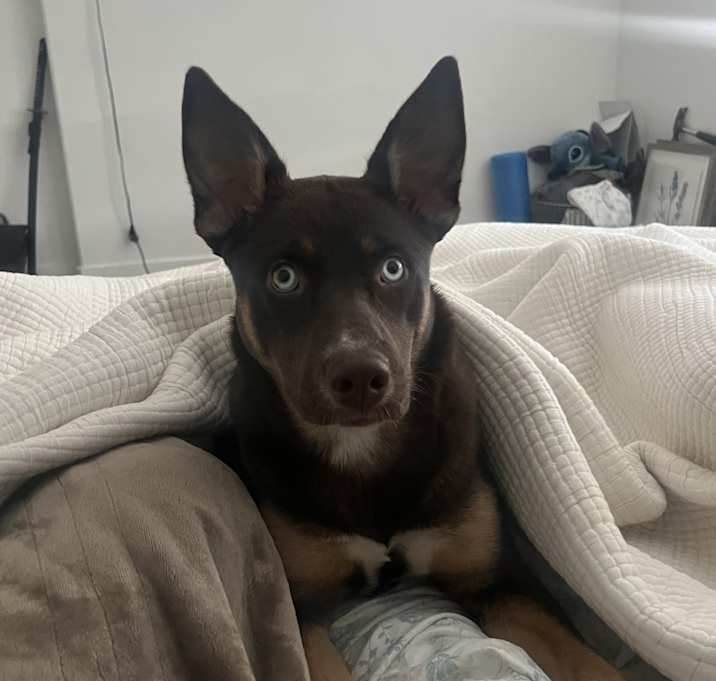 Photo of Honey