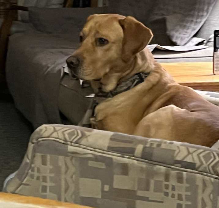 Photo of Buddy