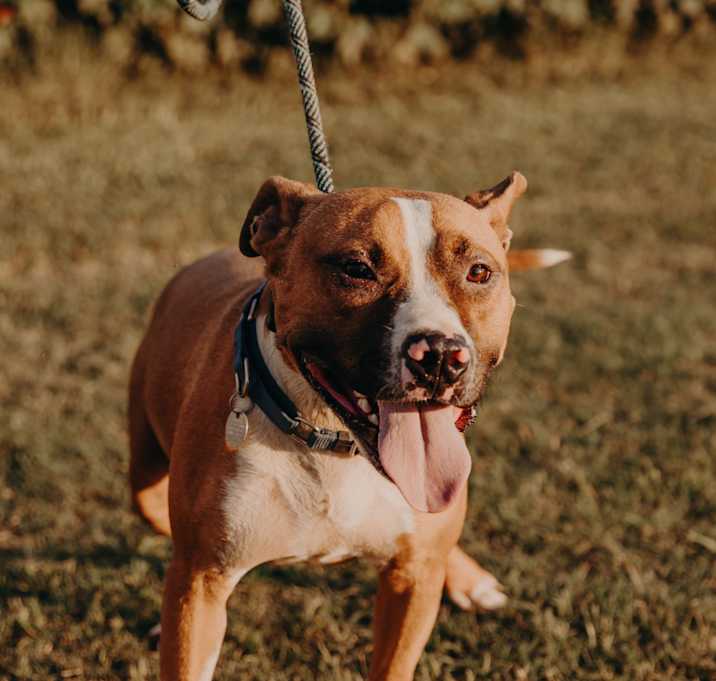 Photo of Opie