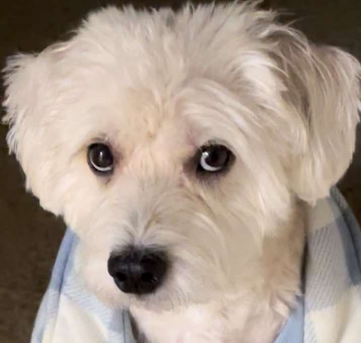Photo of Teddy Bear