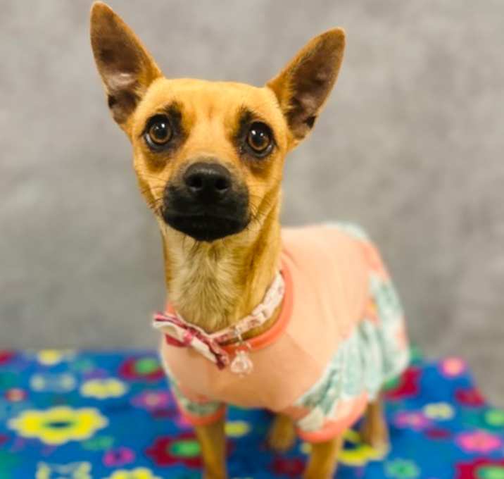 Photo of Rockette