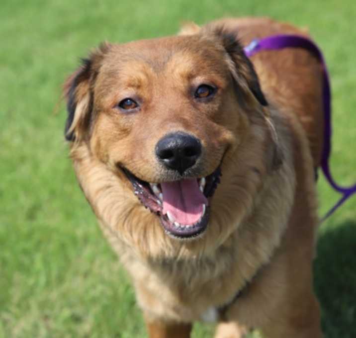 Photo of Bailey