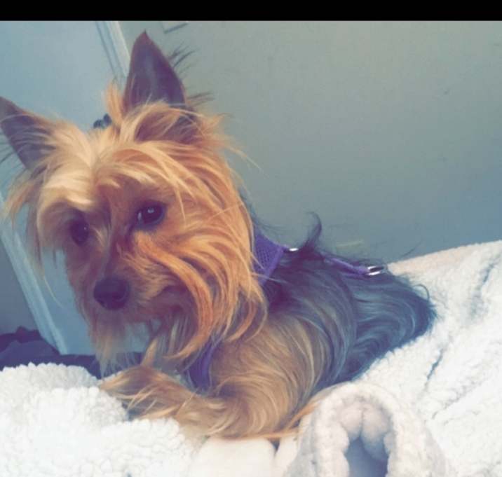 Photo of Truffles