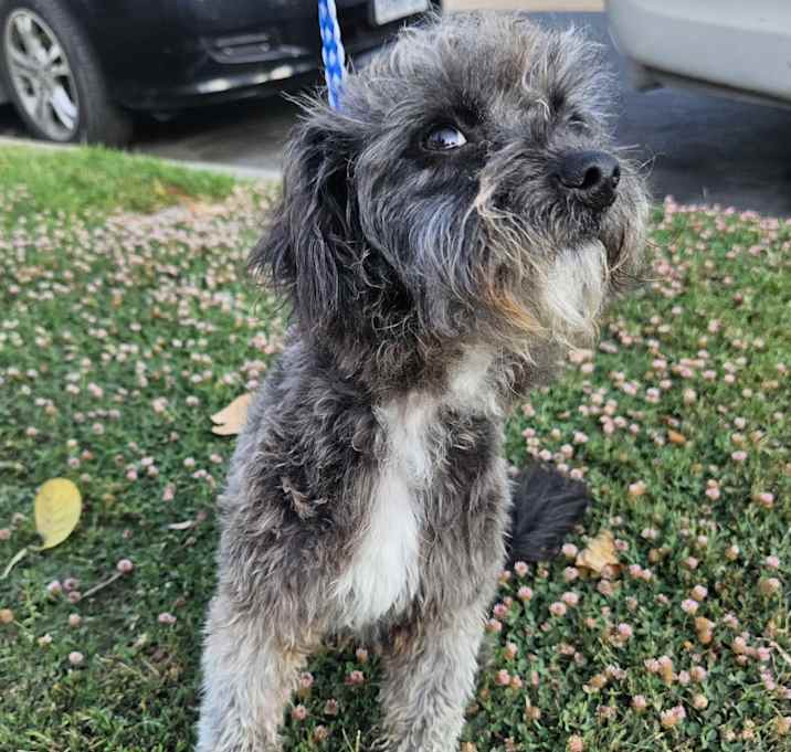 Photo of Oreo
