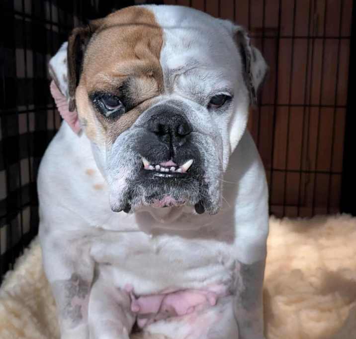 Photo of Layla