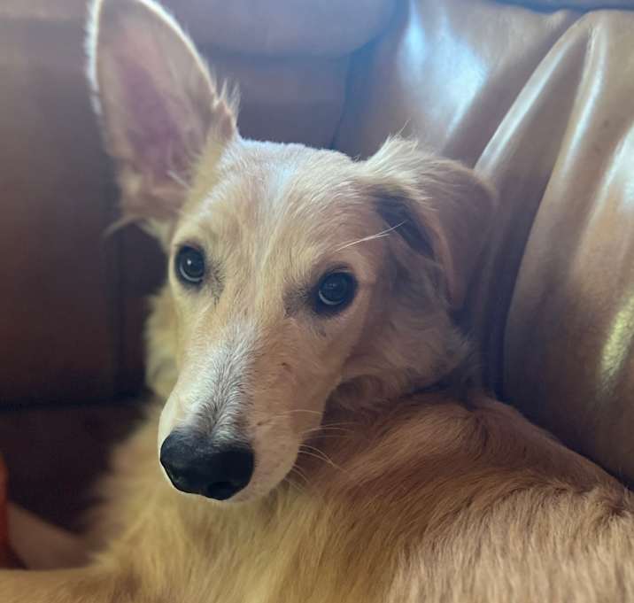 Photo of Tundra