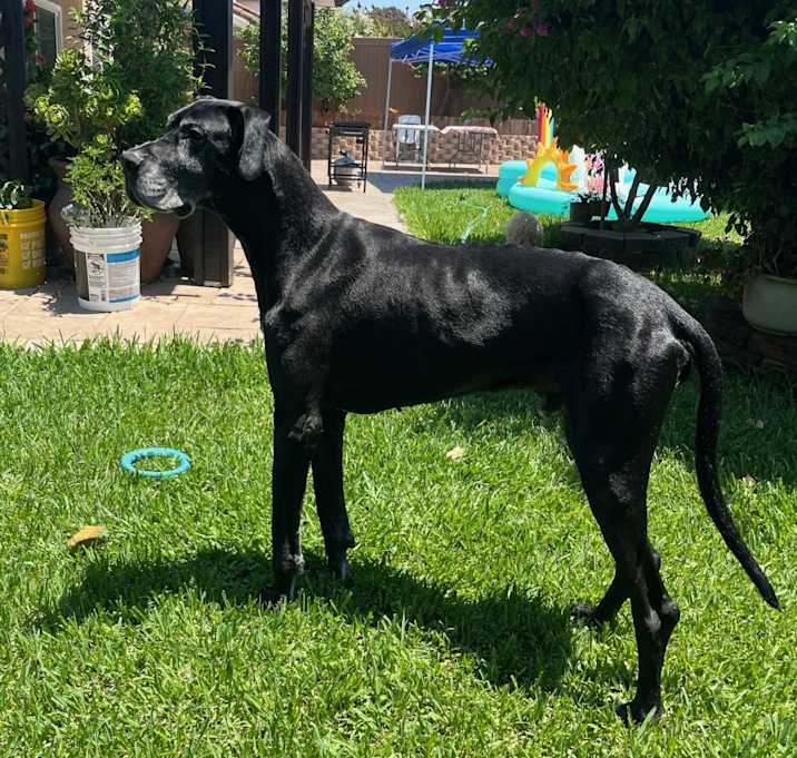 Photo of Trigger