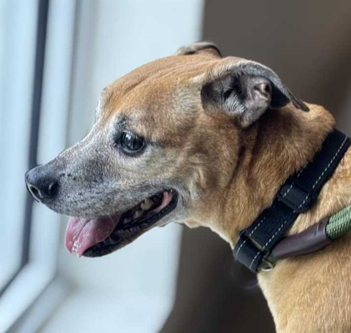 Photo of BANDIT