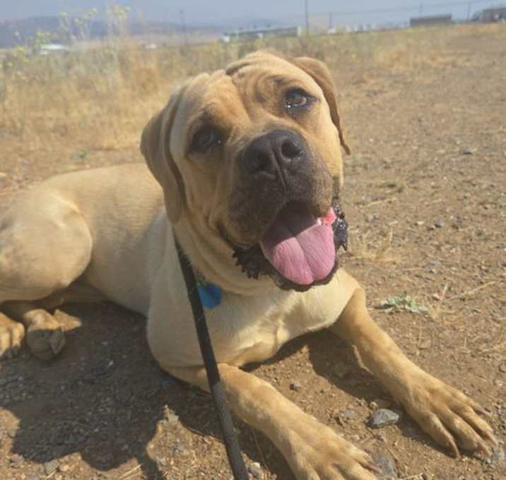 Photo of Stella