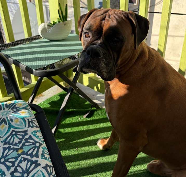 Photo of Mylo