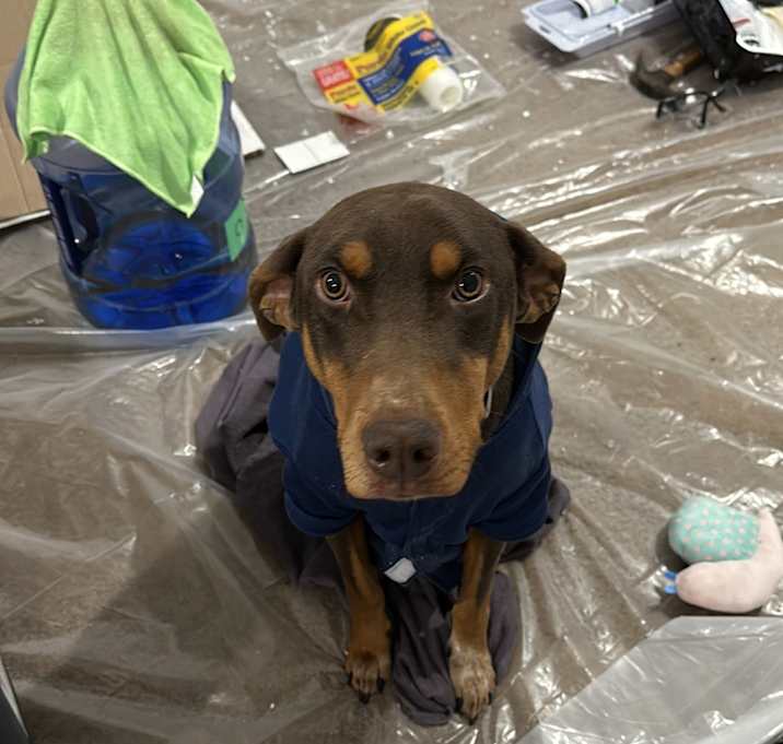 Photo of Dobby