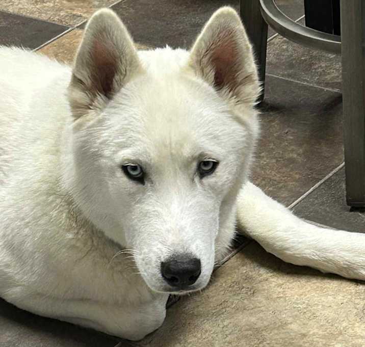 Photo of Roki