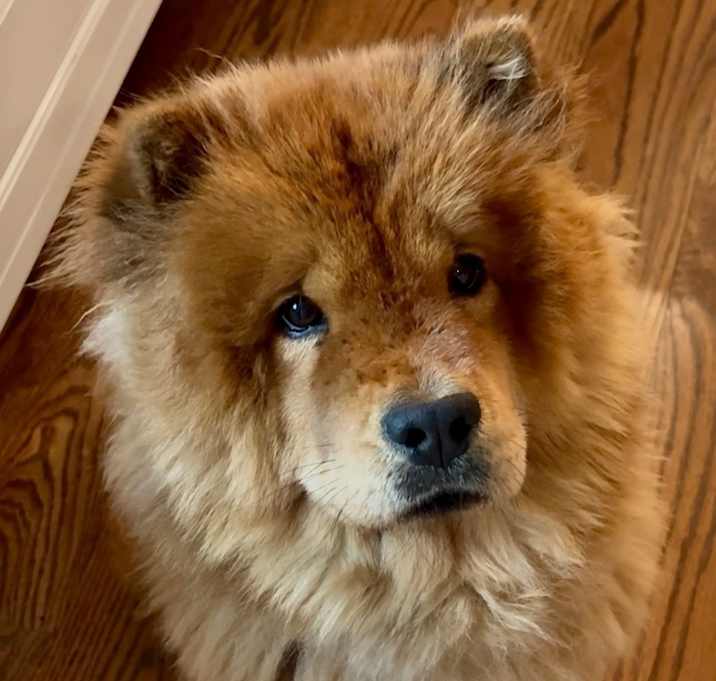 Photo of Suki