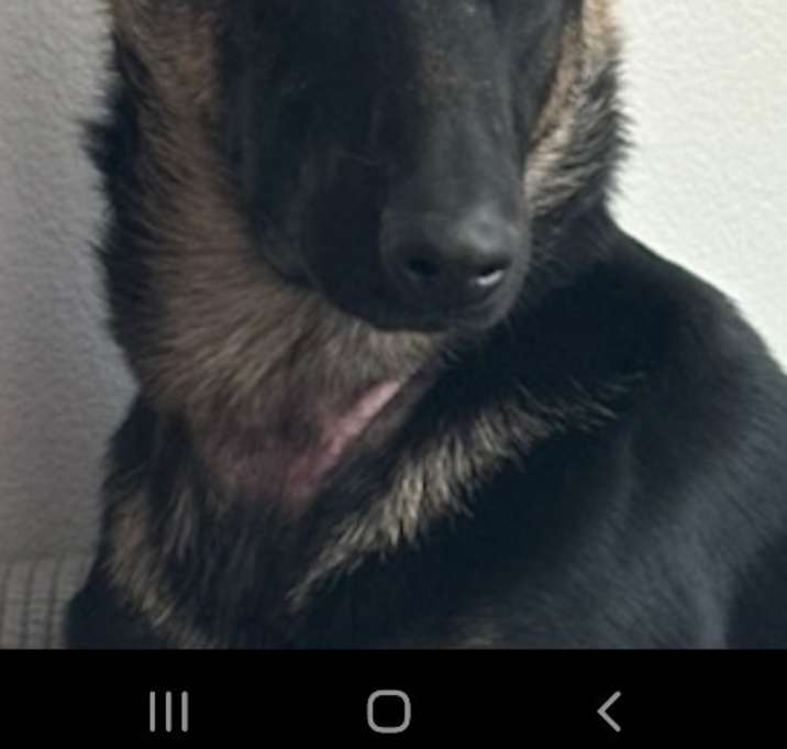 Photo of LOBA