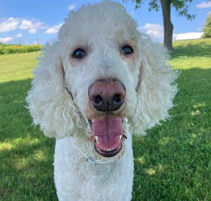 Photo of Finn