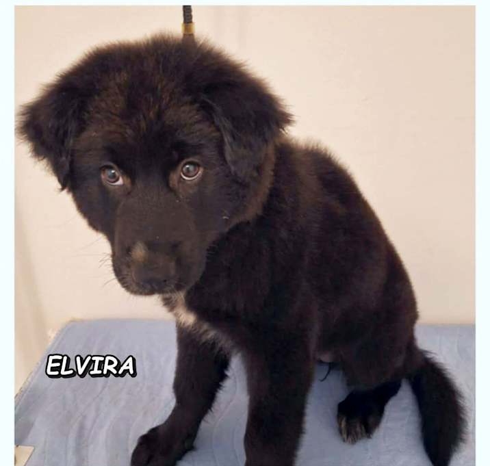 Photo of Elvira