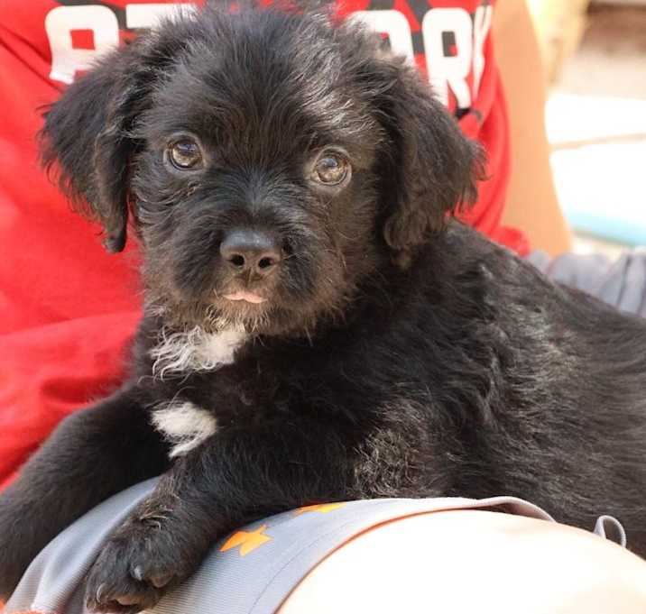 Photo of Archie VV
