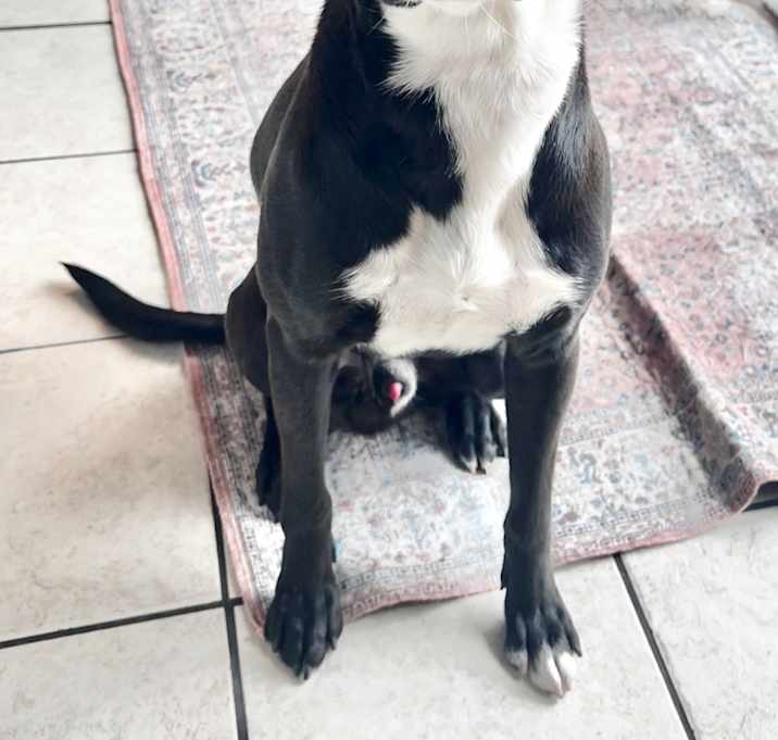 Photo of Chase