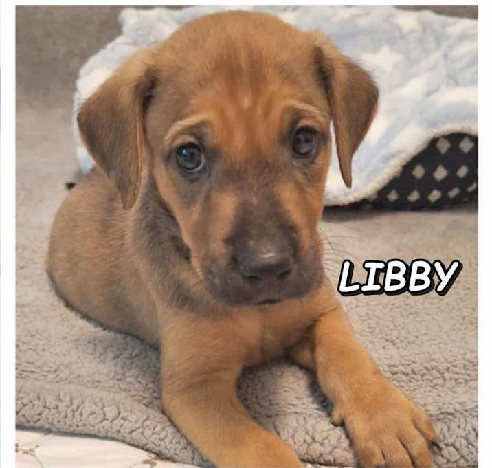 Photo of Libby