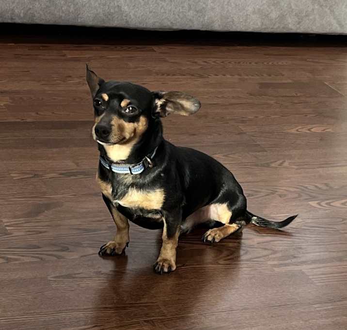Photo of Brownie