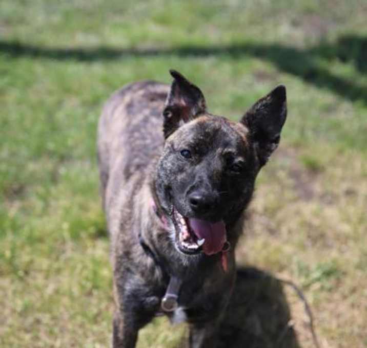 Photo of Lady