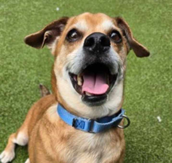 Photo of Rufus