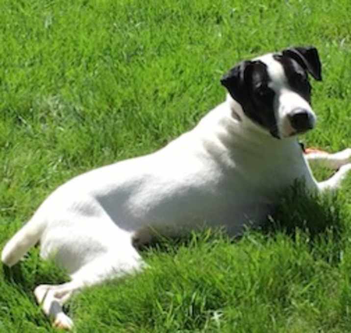 Photo of Buddy