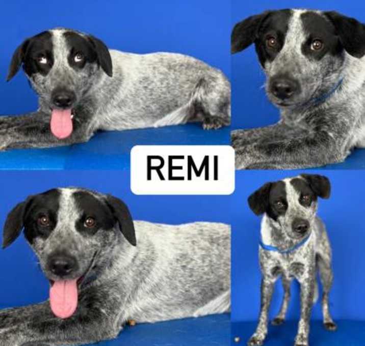 Photo of Remi