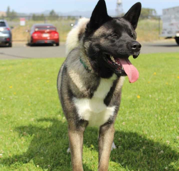 Photo of Chica